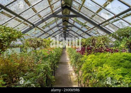 Haus Pflanzen in Blumentöpfen zum Verkauf im Gewächshaus. Stockfoto