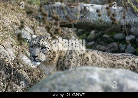 Schneeleopard (Panthera uncia), auch bekannt als Unze, ist ein Felid der Gattung Panthera. Stockfoto