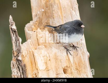 Dunkeläugiger Junco (Junco hyemalis), thront, Winter, E Nordamerika, von Dominique Braud/Dembinsky Photo Assoc Stockfoto