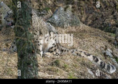 Schneeleopard (Panthera uncia), auch bekannt als Unze, ist ein Felid der Gattung Panthera. Stockfoto