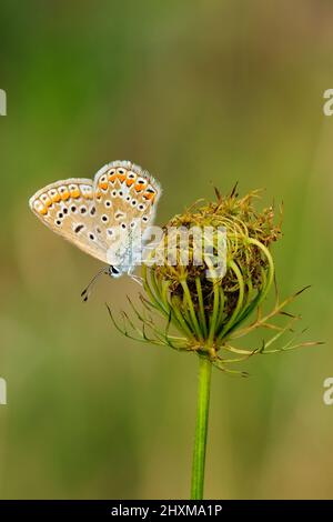 Gewöhnlicher blauer Schmetterling Polyommatus icarus Weibchen, der in der Abenddämmerung auf einer Wiesenblume ruht. Seitenansicht, Porträt, Nahaufnahme. Isoliertes Vrsatec, Slowakei Stockfoto