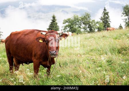 Braune Kuh auf der Bergwiese Stockfoto