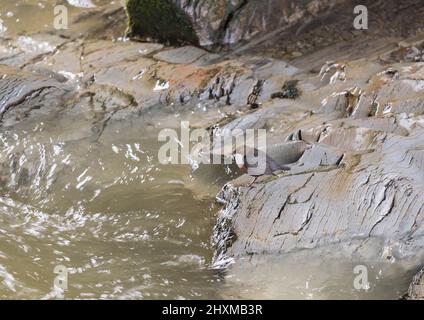 Dipper (Cinclus cinclus) sammelt Nistmaterial von der Seite des Flusses Marteg in den Cambrian Mountains Powys Wales UK. Februar 2022. Stockfoto