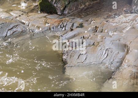 Dipper (Cinclus cinclus) sammelt Nistmaterial von der Seite des Flusses Marteg in den Cambrian Mountains Powys Wales UK. Februar 2022. Stockfoto