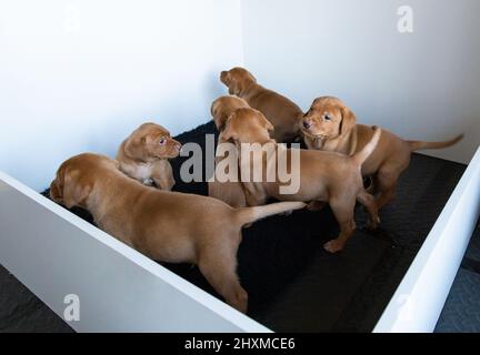 Fox Red Labrador Welpen in einer Wurfkiste. Stockfoto