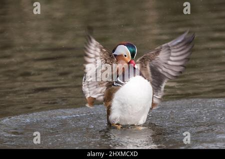 Drake Mandarinente (Aix galericulata) Flügelschlaf Stockfoto