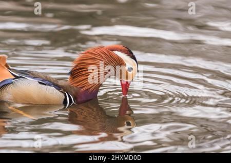 Drake Mandarinente (Aix galericulata) Stockfoto