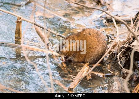Nordamerikanischer Biber (Castor canadensis) kaut auf einem Stück Holz. Der National Historical Park von Ohio Canal und der Stadt. Maryland. USA Stockfoto