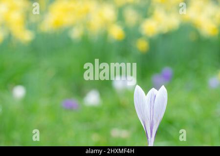 Krokusse auf dem alten Friedhof von Southampton Stockfoto