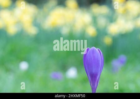 Krokusse auf dem alten Friedhof von Southampton Stockfoto