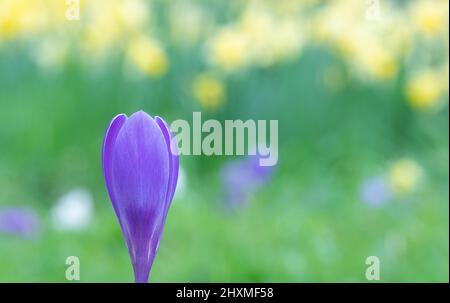 Krokusse auf dem alten Friedhof von Southampton Stockfoto