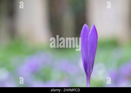 Krokusse auf dem alten Friedhof von Southampton Stockfoto