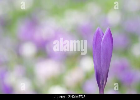 Krokusse auf dem alten Friedhof von Southampton Stockfoto