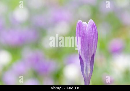 Krokusse auf dem alten Friedhof von Southampton Stockfoto