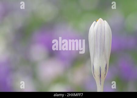 Krokusse auf dem alten Friedhof von Southampton Stockfoto