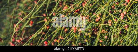 BANNER, LANGFORMATIG Rote Eberesche auf grünen Ästen vor blauem Himmel. Herbsthintergrund. August. Der Herbst rückt näher. Reifung der Eberesche Stockfoto