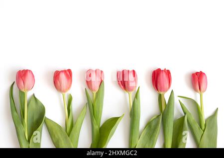 Rosa Tulpen Frühlingsblumen isoliert auf weißem Hintergrund. Blumenrand. Platz zum Kopieren, Draufsicht, flach liegend. Stockfoto