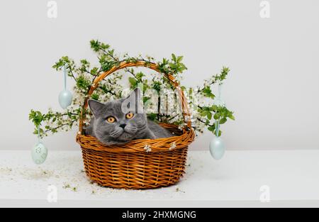 Osterkatze in einem Korb mit Frühlingsblumen und dekorativen Eiern auf weißem Hintergrund. Osterkarte. Speicherplatz kopieren. Britische Kurzhaarkatze. Stockfoto