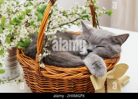 Britische Katze schläft in einem Korb. Niedliche schlafende Katze in Kirschblüte aus nächster Nähe. Stockfoto