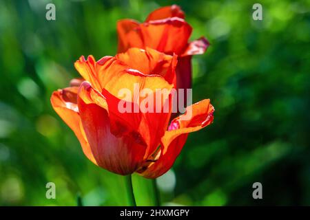 Idyllische orangefarbene Tulpen in Warschau - Makrofoto im Barockgarten des Museums des Königs Jan III.; Palast in Wilanów; Stockfoto