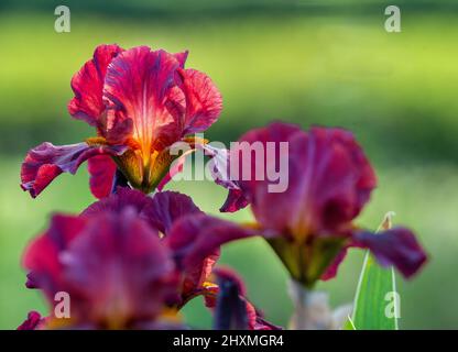 Erstaunliche lila Iris und grüner Hintergrund im Barockgarten im Museum des Schlosses von König Jan III in Wilanow in Warschau - Sonnentag in Warschau. Stockfoto