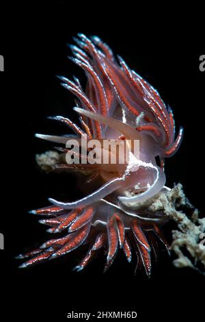 Fjordia lineata nudibranch (ehemals Flabellina lineata), Numana, Italien Stockfoto