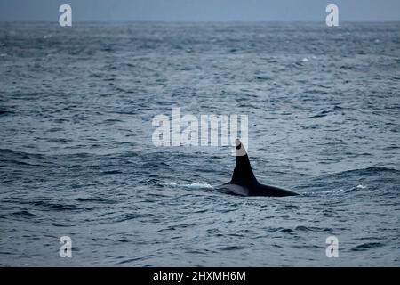 Killerwal-Rückenflosse, Norwegen Stockfoto