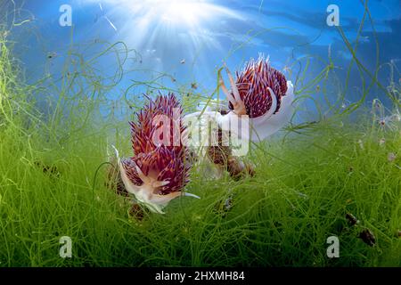 Ein paar Godiva Quadricolor Nudibranchen in ihrer natürlichen Umgebung, Italien Stockfoto