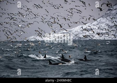 Möwen und Killerwale jagen Schule von Sardinen, Norwegen Stockfoto