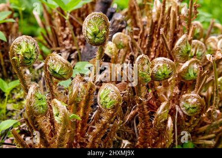 Farn sprießt auf einem grünen Hintergrund im Frühlingswald Stockfoto