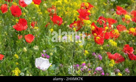 Violette und gelbe Blumen, rote Mohnblumen auf Feldhintergrund, Ölgemälde Stockfoto