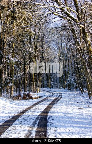 Die magische Welt des Waldes in bunten Farben / Wandern in der Natur ist gut für Seele und Körper Stockfoto