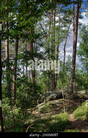 Die magische Welt des Waldes in bunten Farben / Wandern in der Natur ist gut für Seele und Körper Stockfoto