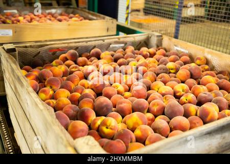 Reife Pfirsiche in Holzkisten Stockfoto