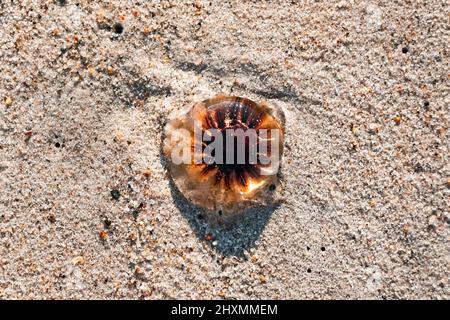 Ein schöner, durchsichtiger roter Quallen, der an einem Sandstrand aufgespült wird Stockfoto