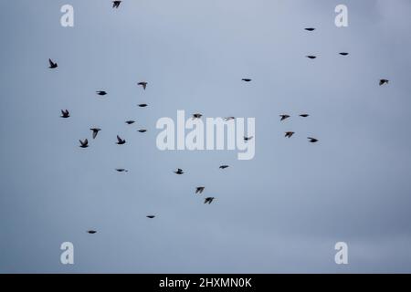 Eine große Herde von Hunderten von Staren (Sturnus vulgaris), die tief über Grasland auf der Salisbury Plain Wiltshire UK fliegen Stockfoto