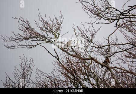 Zwei Feldfaren (Turdus pilaris) zwischen Zweigen eines Winterbaums Stockfoto