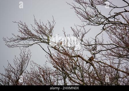 Zwei Feldfaren (Turdus pilaris) zwischen Zweigen eines Winterbaums Stockfoto