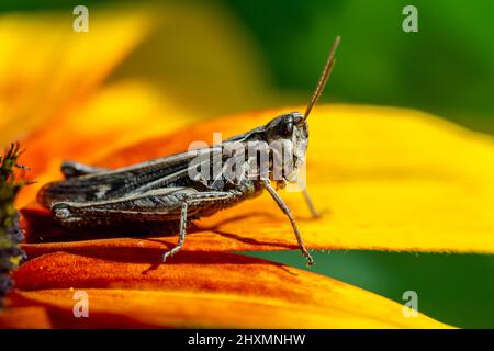 grasshopper ruht auf der Rudbeckia Blume im Garten Stockfoto