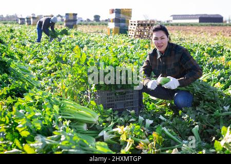 Gärtnerin pflückt reifen Sellerie auf der Plantage Stockfoto