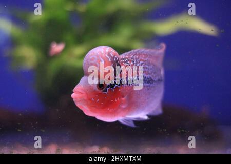 Flowerhorn-Buntbarsch im Aquarium vor einem farbenfrohen blauen und grünen Hintergrund Stockfoto