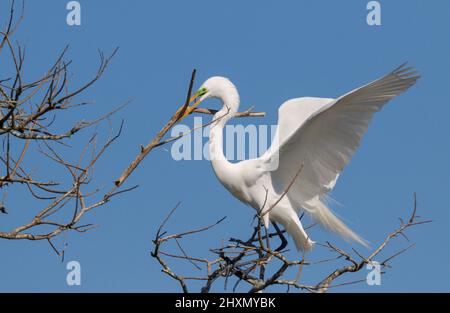 Silberreiher (Ardea alba), der einen Stock fürs Nest bringt, Alvin, Texas, USA. Stockfoto