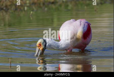 Roseatlöffler (Platalea ajaja), der in einem See, Alvin, Texas, USA, füttert. Stockfoto