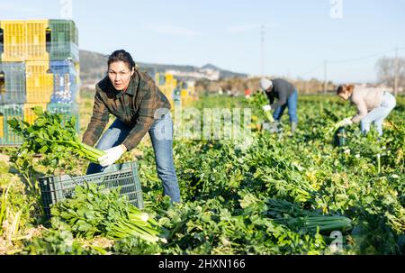 Frau, die Sellerie auf dem Gemüsefeld erntet Stockfoto