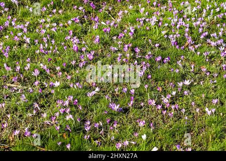 Draußen wachsen viele violette Krokus. Blick auf die zauberhaft blühenden Frühlingsblumen Crocus sativus. Stockfoto