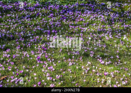 Draußen wachsen viele violette Krokus. Blick auf die zauberhaft blühenden Frühlingsblumen Crocus sativus. Stockfoto