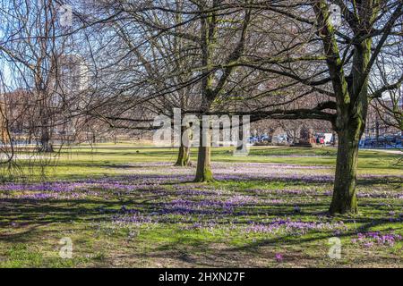 Draußen wachsen viele violette Krokus. Blick auf die zauberhaft blühenden Frühlingsblumen Crocus sativus. Stockfoto