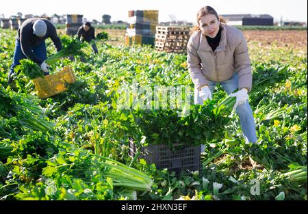 Frau, die Sellerie auf der Plantage erntet Stockfoto