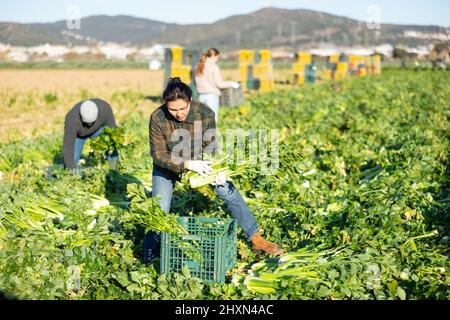 Frau, die Sellerie auf dem Gemüsefeld erntet Stockfoto