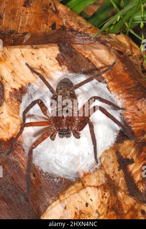 Braune Jägerspinne, Heteropoda jugulans. Auch bekannt als Brisbane Huntsman Spider und Jungle Huntsman Spider. Frau, die auf einem Eiersack sitzt. Coffs Ha Stockfoto